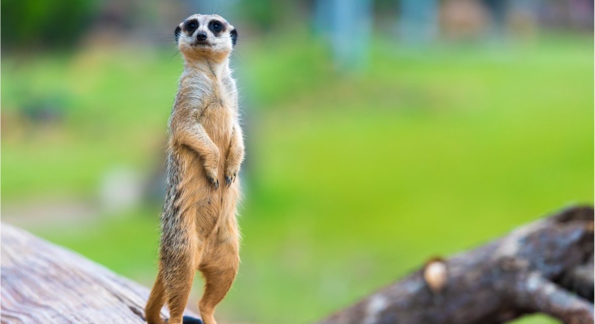 It’s Meercat time, in fact a little past it already.