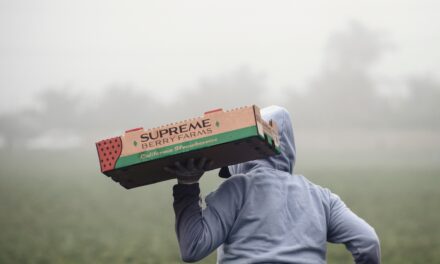 Minimum wage increases will hurt already reeling horticultural industry